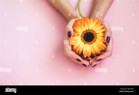 Female Beautiful Hands With Purple Manicure Hold A Yellow Gerbera Flower On Pink Paper