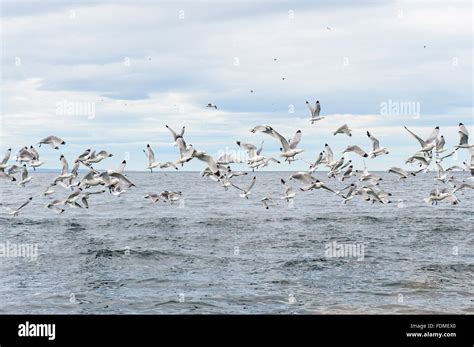 Flock of Black-legged Kittiwakes (Rissa tridactyla tridactyla