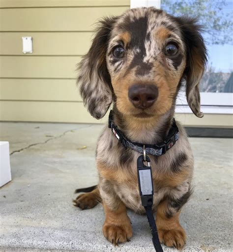 39 Long Haired Dachshund Breeder Picture Bleumoonproductions