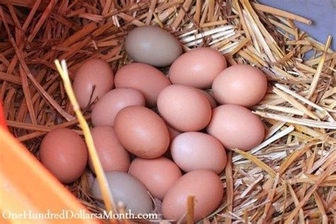 How Can I Tell If My Chicken Eggs Are Fertilized Without Cracking Them