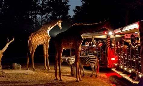 Night Safari Aceventures Omt