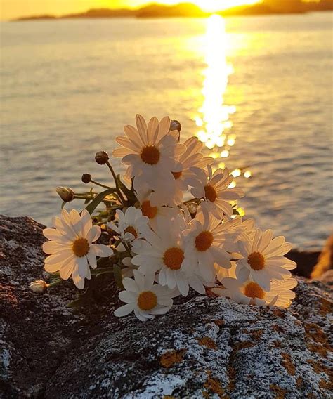 Beautiful Sunrise Daisy Wallpaper Flowers Photography Flowers Nature
