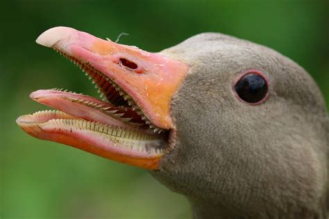 840 Angry Goose Stock Photos Pictures And Royalty Free Images Istock