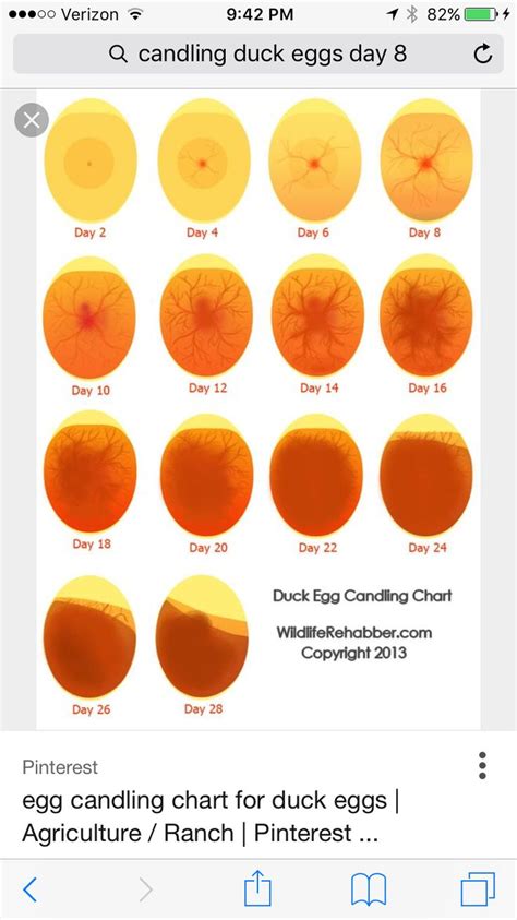 Duck Egg Development Chart