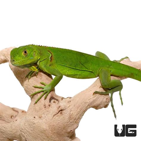 Baby Green Iguanas Iguana Iguana For Sale Underground Reptiles