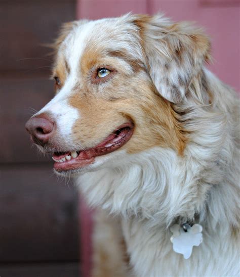 Revised june 01, 2013 introduction: Sweet red merle Australian shepherd. #aussie (With images ...