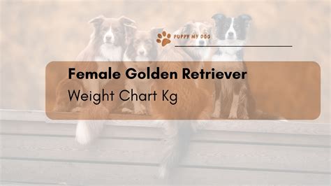 Female Golden Retriever Weight Chart Kg Puppymd