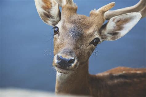 10981 Cute Baby Deer Stock Photos Free And Royalty Free Stock Photos