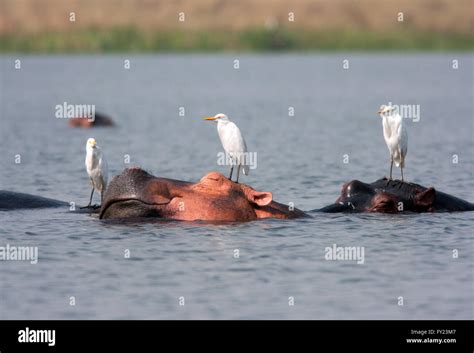 Fotografía Por © Jamie Callister Hippos Durmiendo En El Río Nilo El