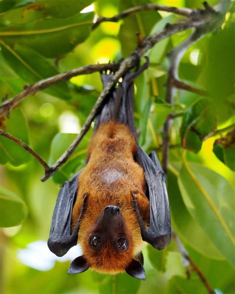 An Indian Flying Fox Pteropus Medius On Dhigurah In The Maldives