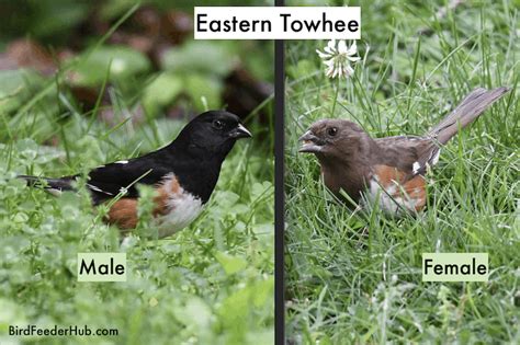 18 Interesting Facts About Eastern Towhees Bird Feeder Hub
