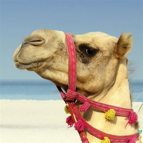 103 Best Images About Camels Are Such Cute Gals And Guys On Pinterest