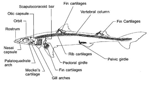 Shark Skeleton Labeled