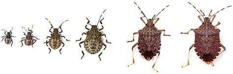 Stink Bug Life Cycle Eggs Baby Stink Bugs Adults And Span Pestbugs