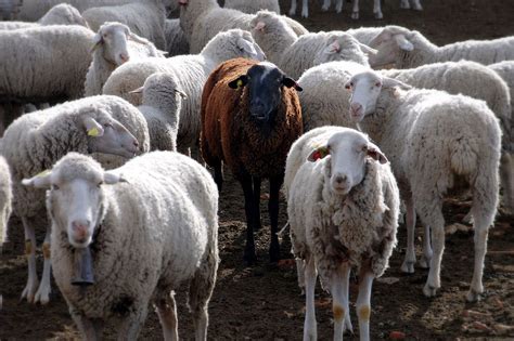 A very large group of sheep is often called a band or a mob , but those two terms are decreasing in use generally. Oveja negra - Wikipedia, la enciclopedia libre