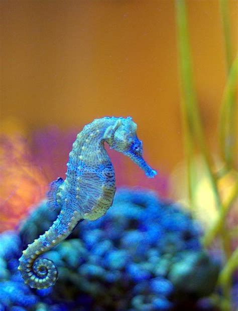 Blue Seahorse Just 4 You Percy Writing Rockpools