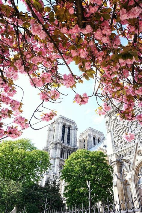 20 Beautiful Locations To Find Cherry Blossoms In Paris 2023