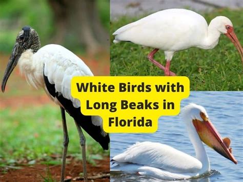 White Birds With Long Beaks In Florida Must See Birds