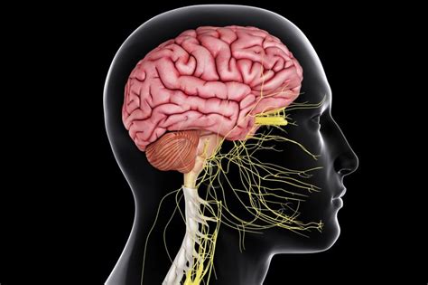 Anatomically, the spinal cord runs from the top of the highest neck bone (the c1 vertebra) to. Functions of the Central Nervous System