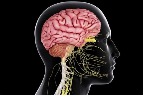 So, the main command center and the controlling system in our body is the brain. Functions of the Central Nervous System