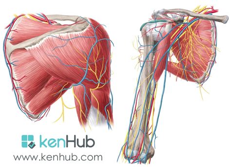 Just below the anatomic neck are the greater and lesser tuberosities, where the muscles of the rotator cuff attach to. Shoulder Muscles Diagram Posterior : Anatomy ...