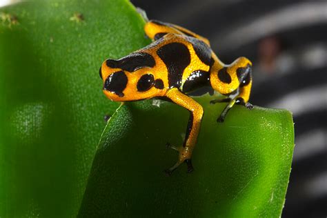 Are Tree Frogs Poisonous To Touch Marivel Ponce