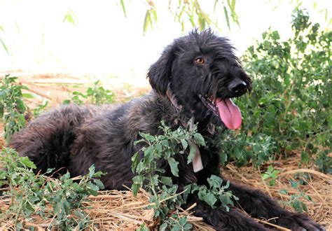 Nella sua isola lo chiamano cani. Azz (Pastore Fonnese Mischling 19.08.2018) sucht ein ...