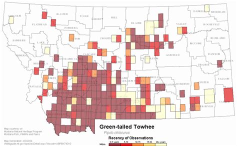 Green Tailed Towhee Montana Field Guide