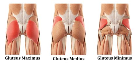 Symptoms of tight hip flexors. GLUTEAL TENDINOPATHY