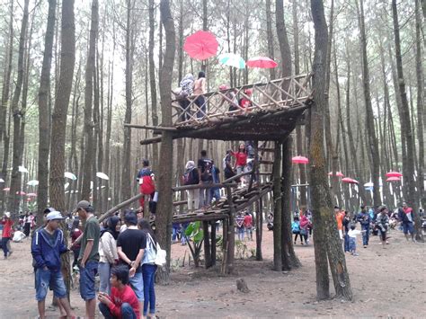 Hutan sejuk ini cocok dikunjungi buat. Managament And Journal: Wisata Alam Baru Hutan Pinus ...