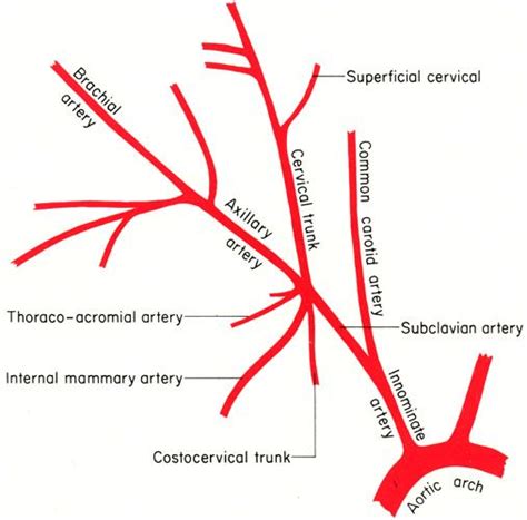 Branches Of The Subclavian Artery Subclavian Artery Arteries
