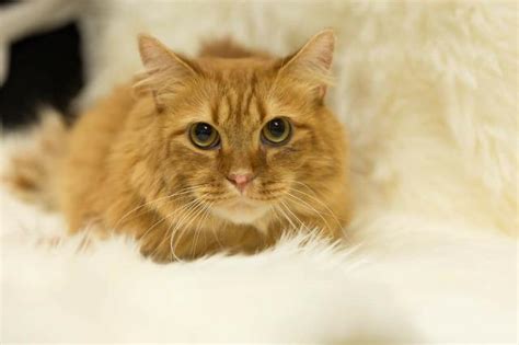 Maine coon cats are known for their size, intelligence and gentle, playful personalities which makes them very popular with families. Declawed Bently F/k/a Bingley Maine Coon Adult - Adoption ...