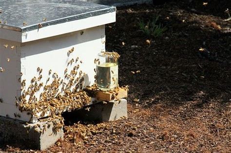 Bees Robbing A Hive Bee Hives Bee Keeping