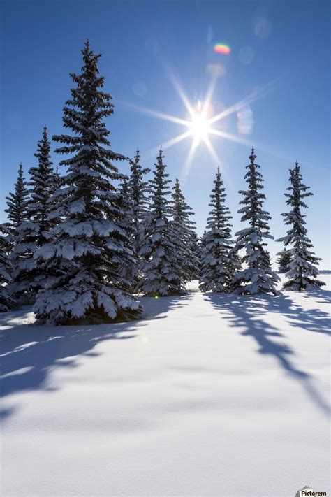 Snow Covered Evergreen Trees On A Snow Covered Hillside With Blue Sky