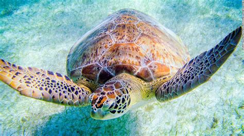 Spectacular Sea Turtles And The Threats They Face