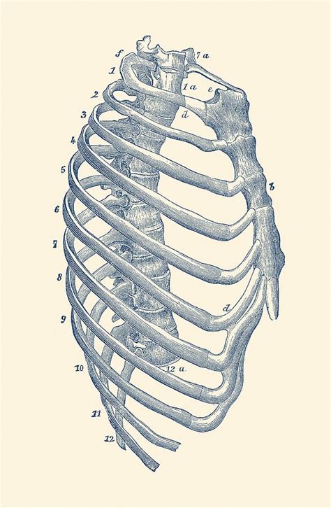 The rib cage is a primarily protective structure, encircling the heart and lungs. Rib Cage Diagram - Rib Cage Diagram Vintage Anatomy Print ...