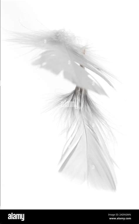 White Feathers Floating Stock Photo Alamy