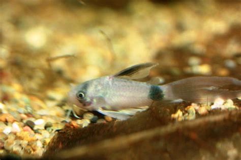 Panda Long Finned Corydoras Rfi