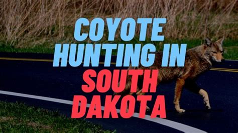 Coyote Hunting In South Dakota Rules And Regulations 2023 2024