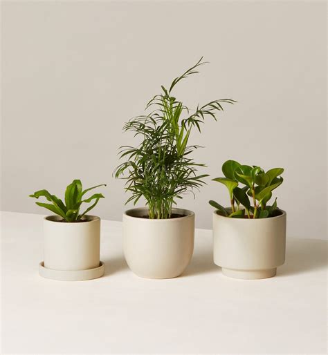 Indoor Potted Plants Delivered To Your Door The Sill Plants Delivered Planters Plants