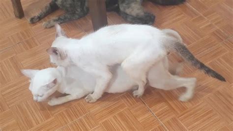 Cat Mating Close Up Youtube