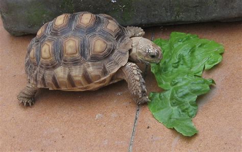 Tortugas Terrestres