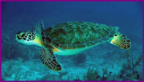 Cute Turtle Wallpapers Top Free Cute Turtle Backgrounds Wallpaperaccess