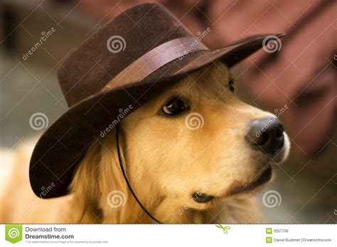 A Dog Wear Cowboy Hat Stock Photo Image Of Dogie Darling 3257706