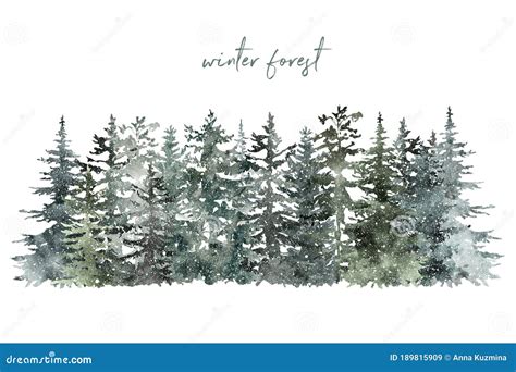 Winter Forest Background With Pine And Spruce Trees On White Backdrop