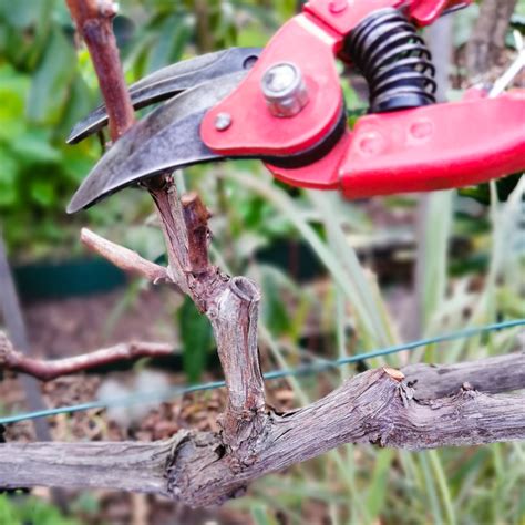 How To Prune Grape Vines Cane And Spur Pruning Explained Deep Green