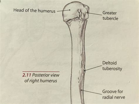 Lesser Tubercle Of Humerus