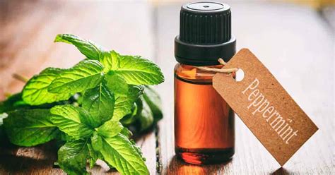 13 Health Benefits And Uses Of Rejuvenating Peppermint Oil