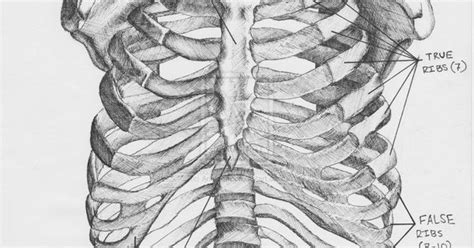 Anatomicalchartribcagebyanatome Drawing Tutorials The Human
