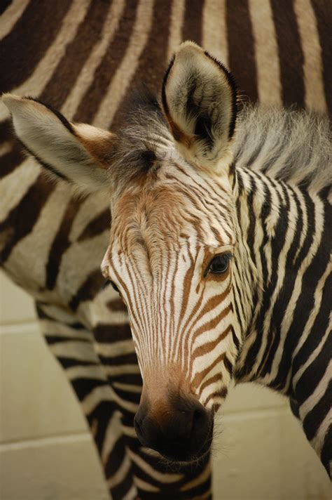 Baby Zebra Born At The Virginia Zoo